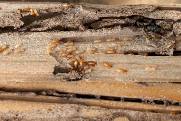Best Spider Control Near Me  in Lineville, AL